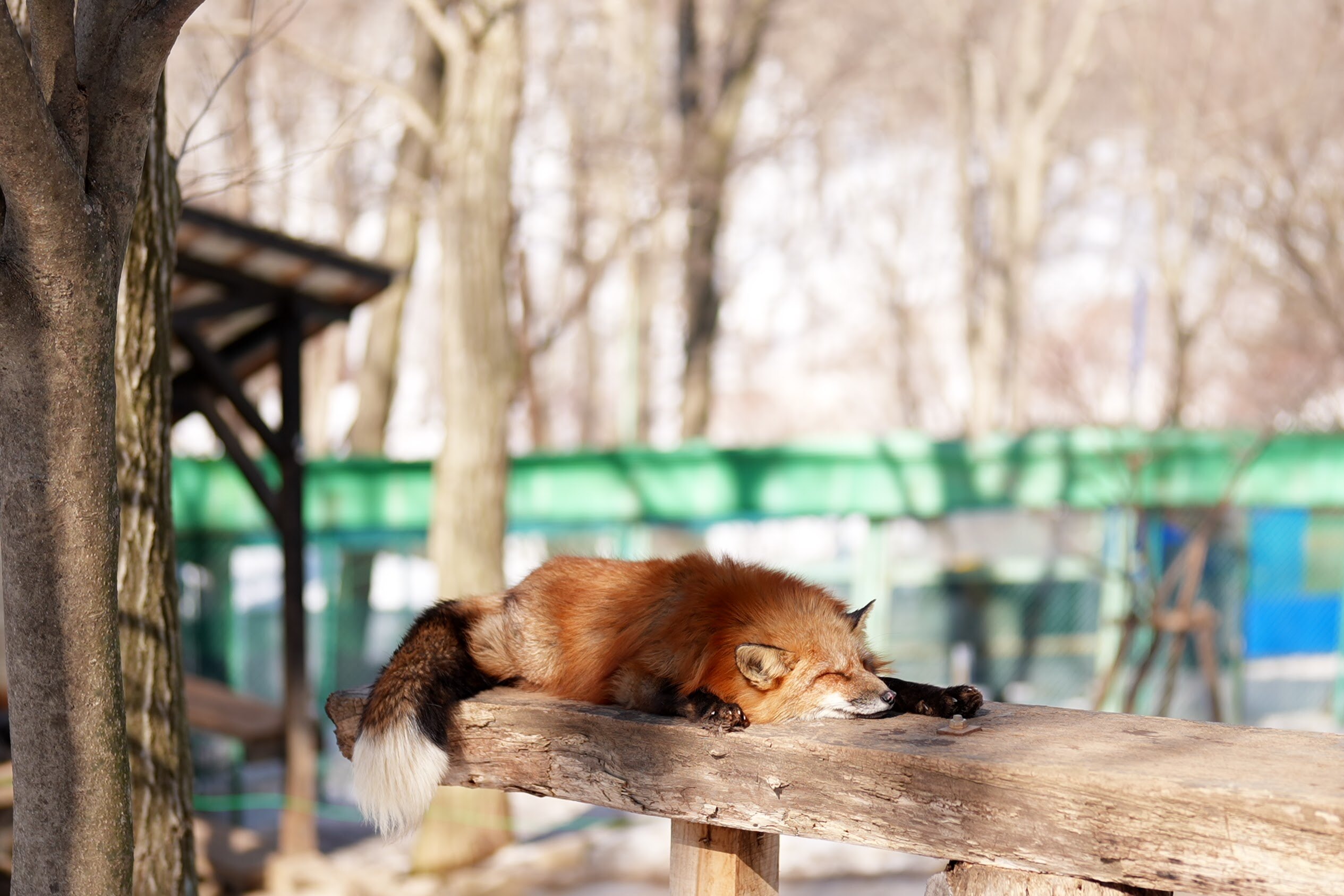 Fox Lounging
