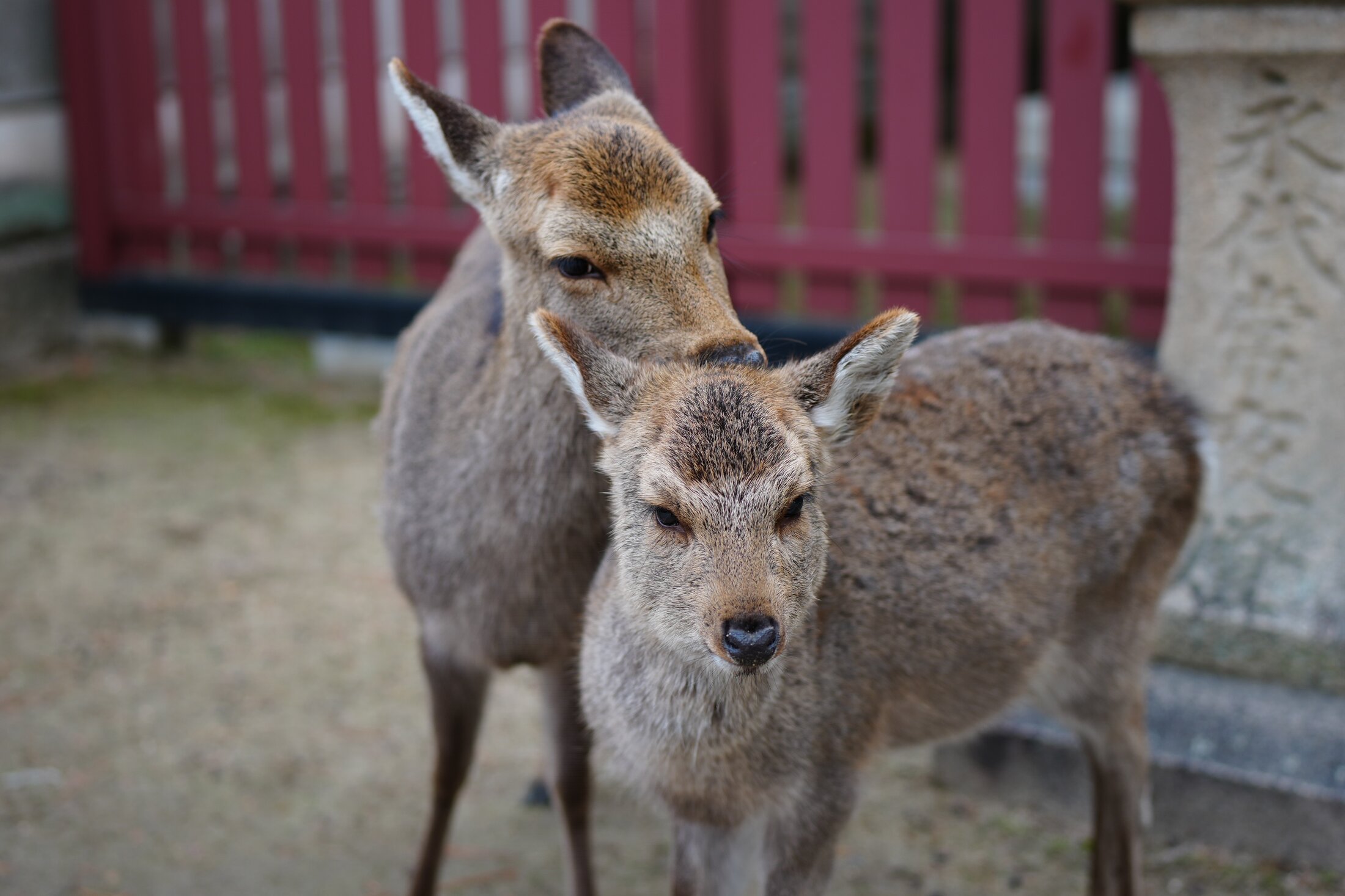 Deer Together